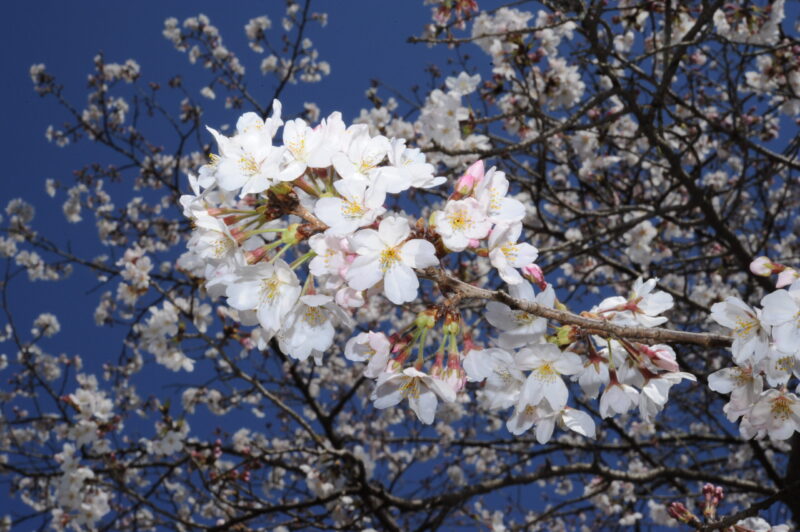 探偵が見た熊本県菊池市の桜
