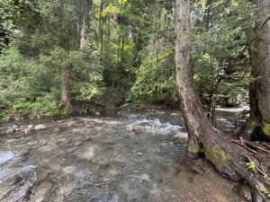 清流と森の中の川の風景。自然の美しさと流れの危うさを象徴し、結婚詐欺やロマンス詐欺の記事のアイキャッチとして利用可能なイメージ。
